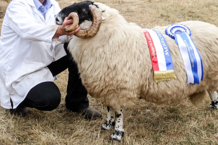 The Champion Sheep at a previous Chagford Show.
