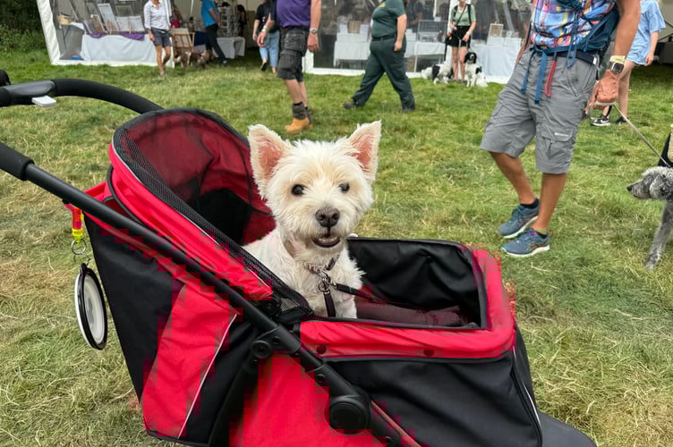 Ollie, a 15-year-old Westie, from Teignmouth, enjoyed his day out at Chagford Show. AQ 0628