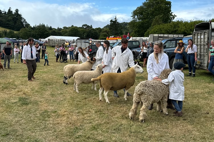During judging of one of the sheep classes. AQ 0604