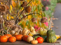 Festival of Flavours at RHS Garden Rosemoor