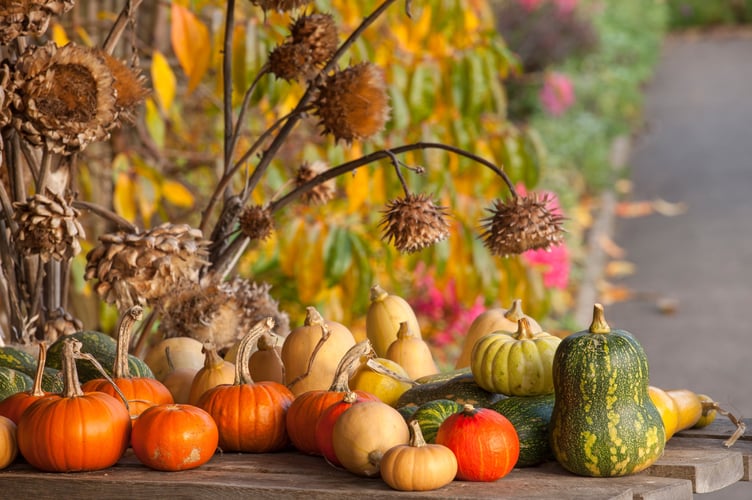 Harvested pumpkins and squashes in the Fruit and Vegetable Garden in autumn at RHS Garden Rosemoor