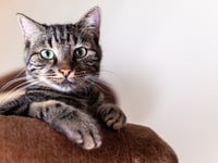 Pet theft becomes specific crime under new law