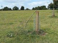 ‘Vandalism’ to Crediton park tree