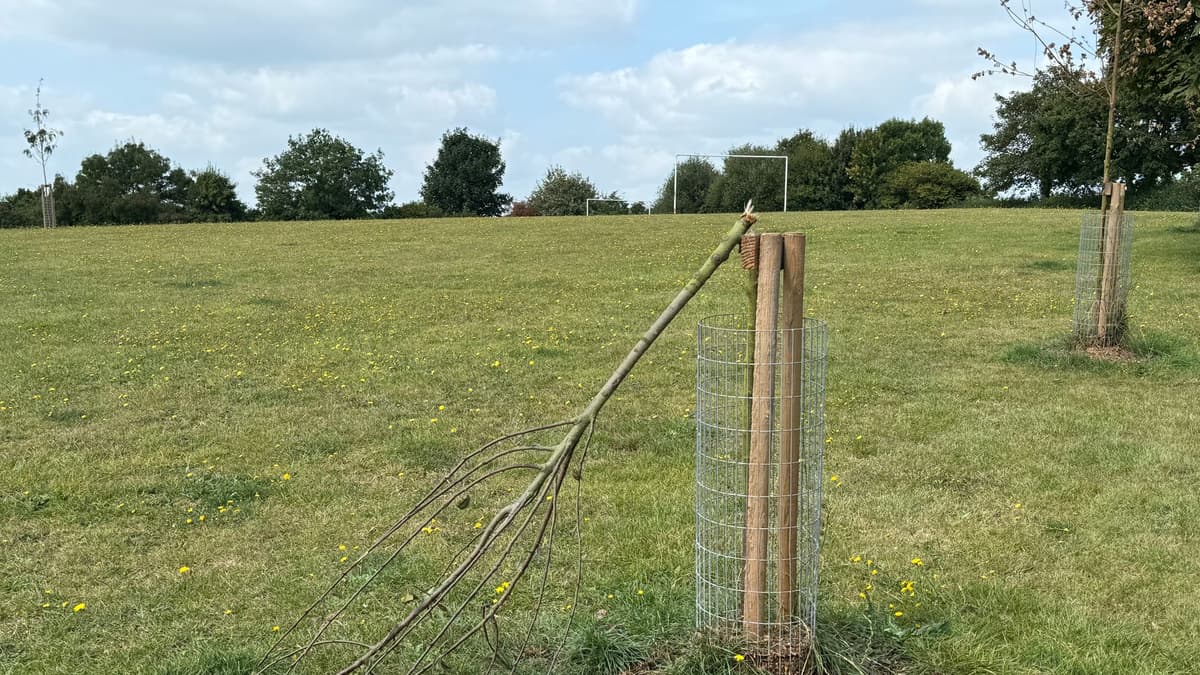 Vandalism to Crediton park tree creditoncourier