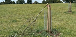‘Vandalism’ to Crediton park tree