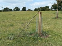 ‘Vandalism’ to Crediton park tree