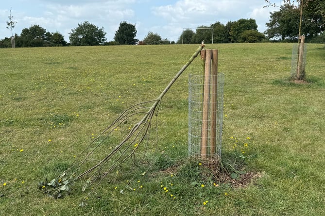 Vandalism to Crediton park tree creditoncourier