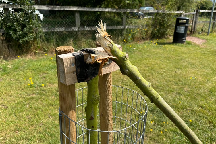 There is little joining the tree to the remaining stump. AQ 1764