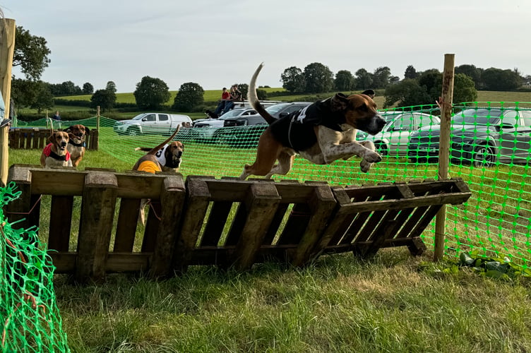 A high flyer during one of the hound races. AQ 1587