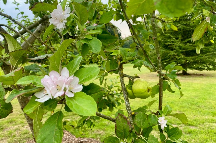 UNSEASONAL: Apples and apple blossom on trees in Thorverton.