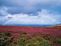 Exmoor Nature Festival photo competition launches
