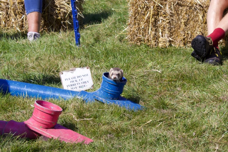 Ferret poking head out of pipe during race
