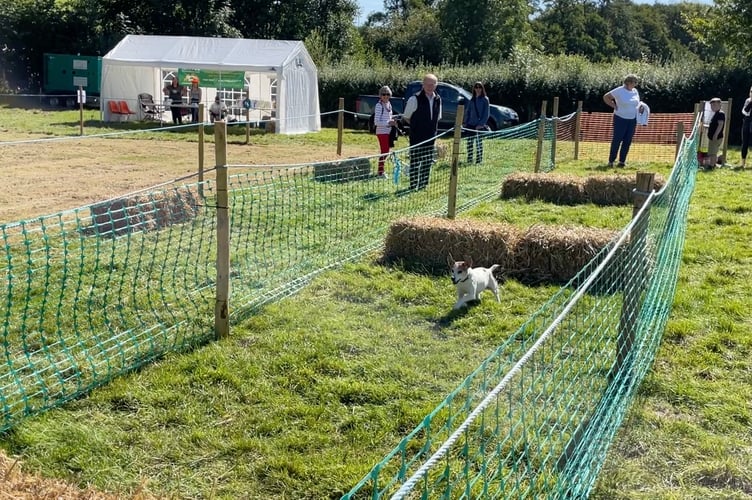 Dog jumping over hay bales