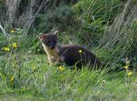 First pine martens reintroduced on Dartmoor