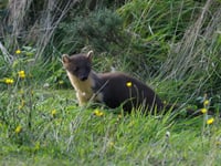 First pine martens reintroduced on Dartmoor