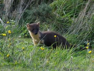 First pine martens reintroduced on Dartmoor