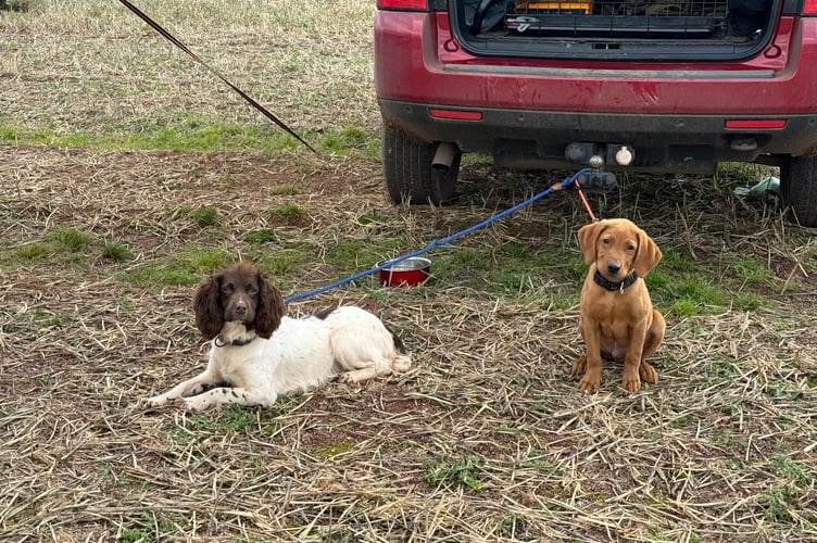 Watching proceedings at the Mid Devon ploughing match.  AQ 4620
