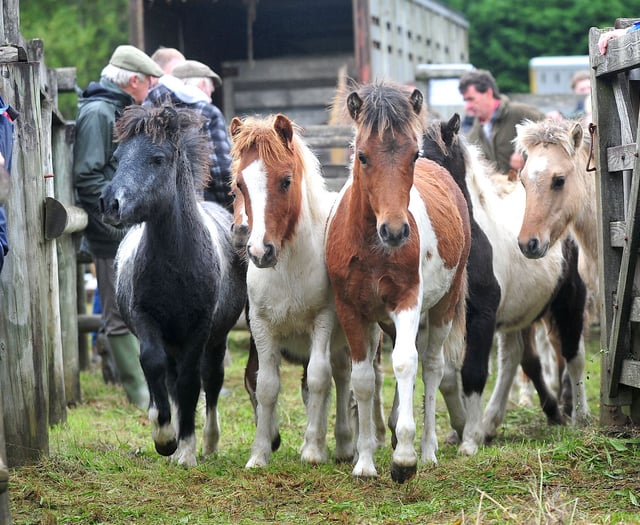 The mane event for Dartmoor's ponies