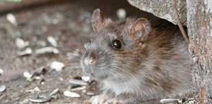 Is the rat problem rising in Crediton?