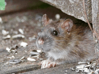 Is the rat problem rising in Crediton?
