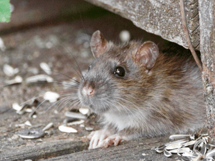 Is the rat problem rising in Crediton?