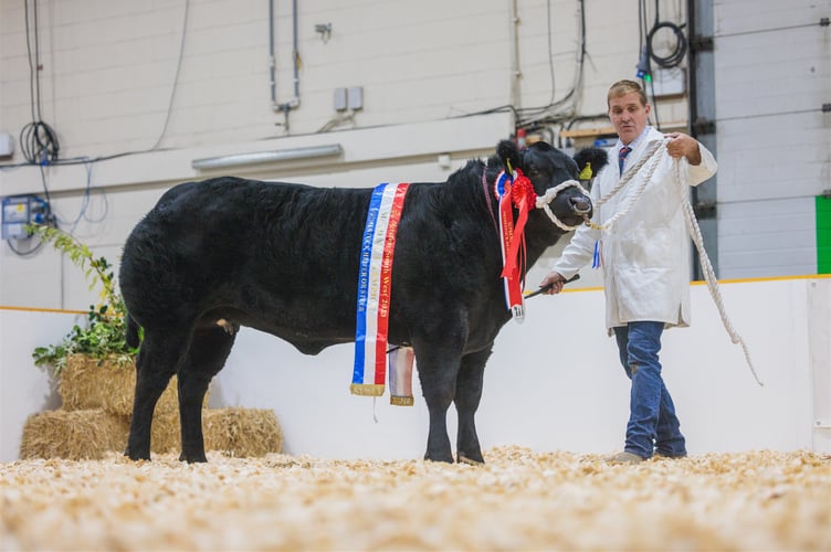 A primestock beef animal being exhibited at a previous Agrifest.

