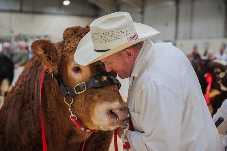 The Young Bull of the Year Championship was won by Arradfoot and Newland Pedigree Livestock with their British Limousin Arradfoot Ultimate.
