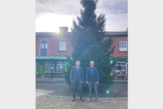 Giant 30ft tall tree now in place in Crediton Town Square
