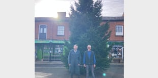Giant 30ft tall tree now in place in Crediton Town Square
