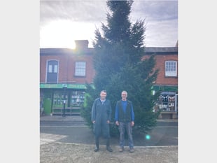 Giant 30ft tall tree now in place in Crediton Town Square
