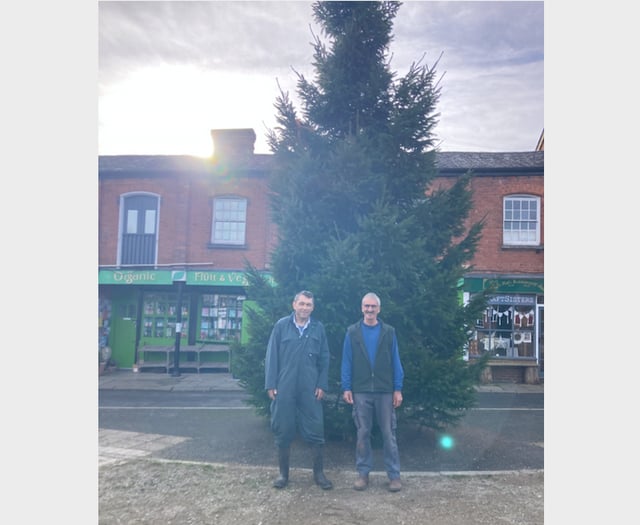 Giant 30ft tall tree now in place in Crediton Town Square
