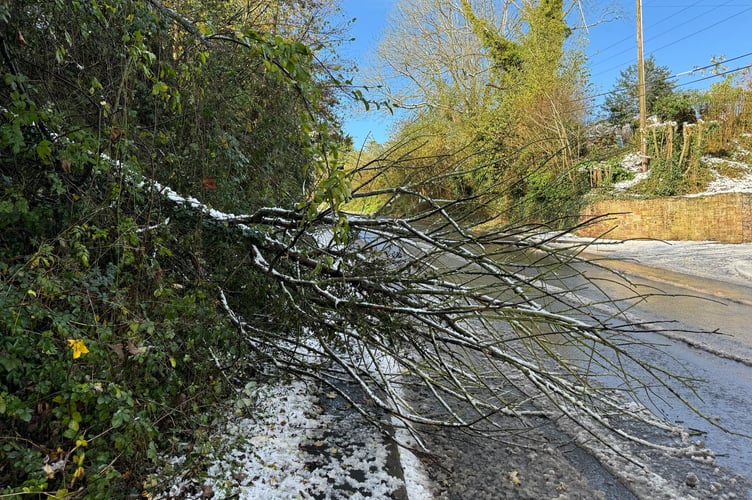 The tree across the pavement on Jockey Hill in Crediton.  AQ 8242