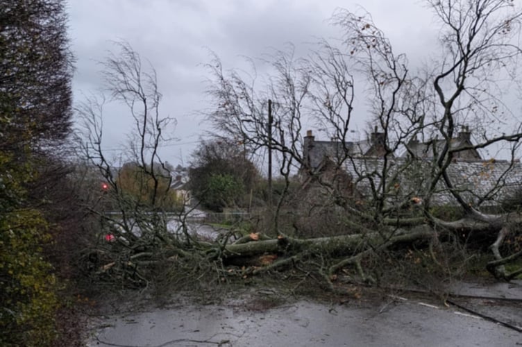 The tree down at Copplestone.