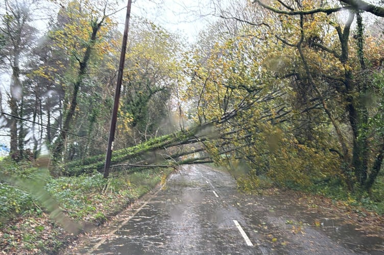 Trees came down in Storm Bert over the weekend