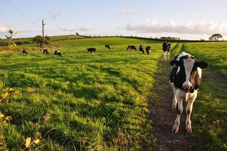 Cows in Devon field