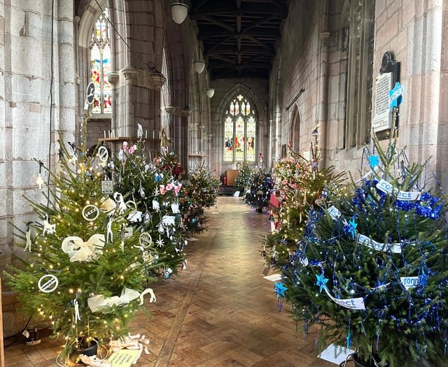 Crediton Christmas Tree Festival begins tomorrow