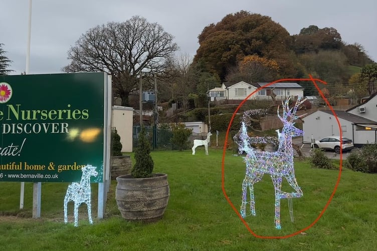 One of the reindeer (ringed), which has been stolen from Bernaville Nurseries.
