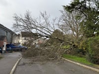 Storm Darragh: Trees down in Crediton and Coldridge