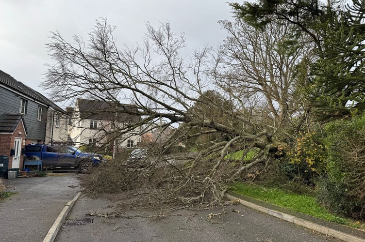 The tree which has come down in Trenavin Close in Crediton. AQ 9395