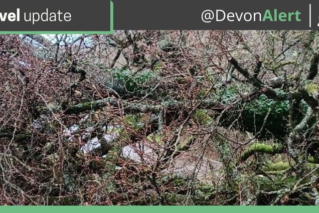 Fallen tree closes Crediton to Whitestone road
