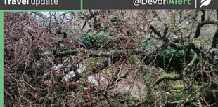 Fallen tree closes Crediton to Whitestone road
