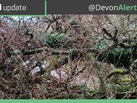 Fallen tree closes Crediton to Whitestone road
