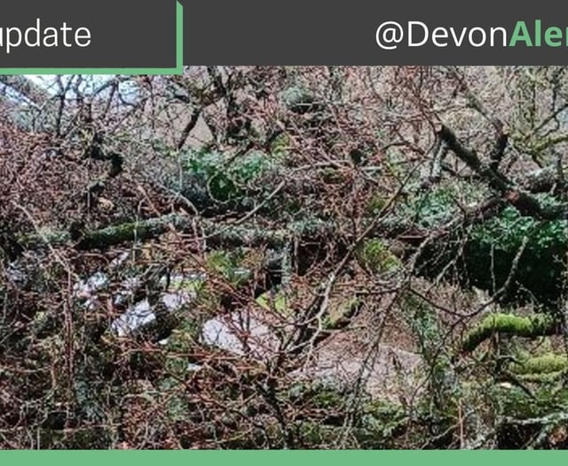 Fallen tree closes Crediton to Whitestone road
