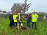 New trees for Tiverton road