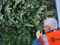 Recycle your Christmas tree and raise money for Hospiscare