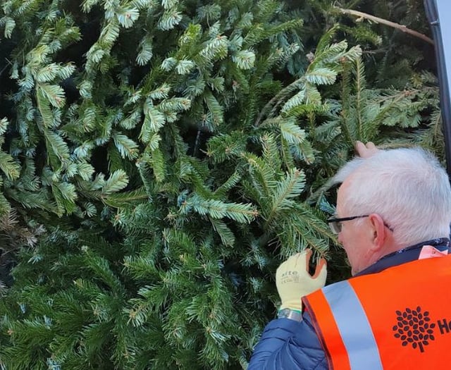 Recycle your Christmas tree and raise money for Hospiscare