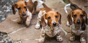 Local Country Hotel set to host Dachshund Weekend
