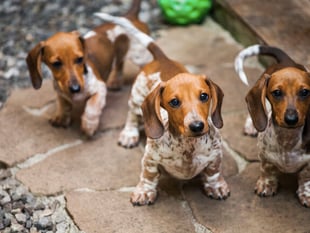 Local Country Hotel set to host Dachshund Weekend
