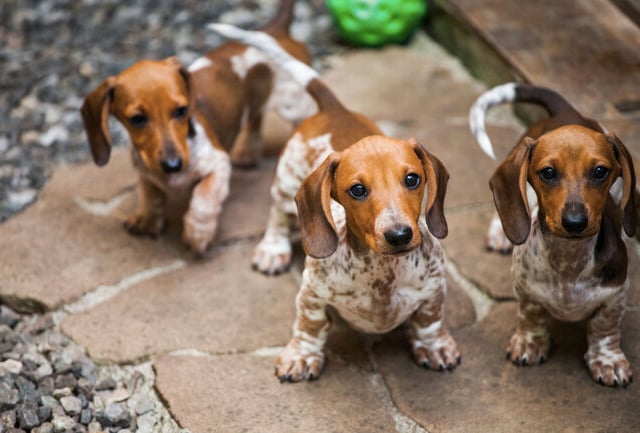 Local Country Hotel set to host Dachshund Weekend

