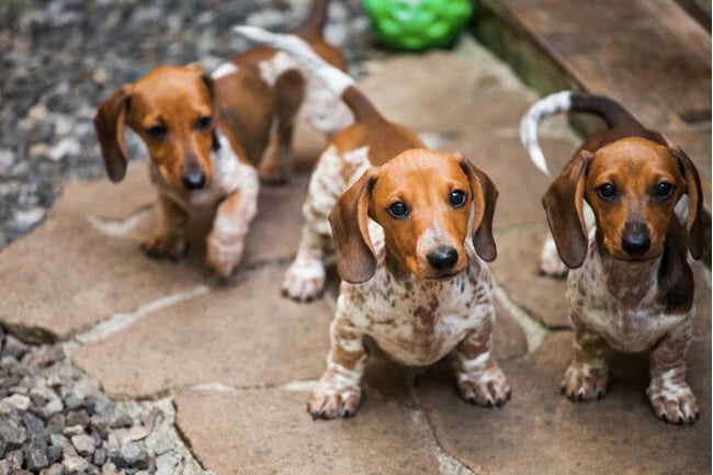 Dachshunds.
